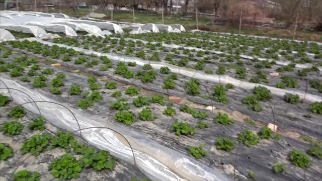 Где купить качественное агроволокно? — фото 1