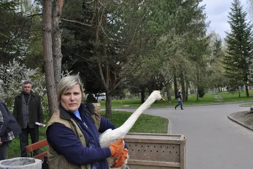 У Рівненський Парк молоді сьогодні повернулись лебеді (Фоторепортаж) + (Відео) — фото 2