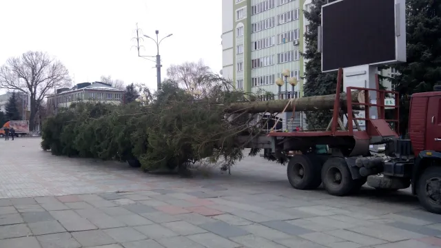 На центральну площу міста Рівне, привезли головну ялинку області (Фото) — фото 1